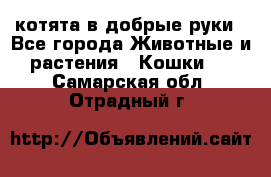 котята в добрые руки - Все города Животные и растения » Кошки   . Самарская обл.,Отрадный г.